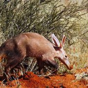 Aardvarks’ tragic fate points to worrying consequences due to climate change