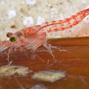 New shrimp species has unique association with octopus