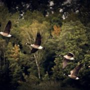 Geese get a gentle high-tech nudge