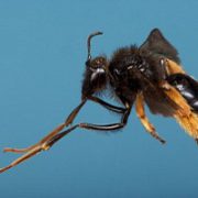 SA’s long-legged bees adapted to pollinate snapdragon flowers