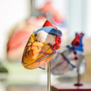 Rheumatic heart disease persists in poor regions