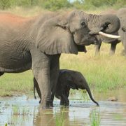 Forgotten fossils hold clues to how ancestors of mammals cared for their young