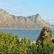 Tracking collars reveal city baboons’ raiding tactics