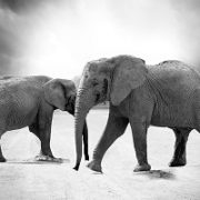 Ancient DNA changes everything we know about the evolution of elephants