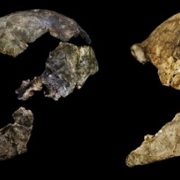 Where hominid brains are concerned, size doesn’t matter