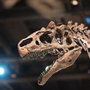 Scientist unveils ground-breaking fossil discovery