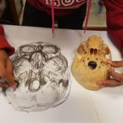 A novel approach to studying anatomy
