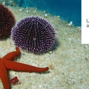 Global Challenge Research Fund partnership for Rhodes University