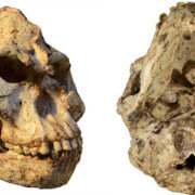“Little Foot” skull reveals how this human ancestor lived