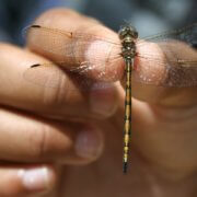 Insect conservationist authors new review