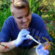 Quantum dots used to track flower pollen