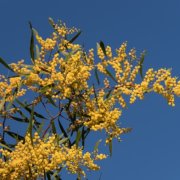 New book a treasure trove of information on invasive species