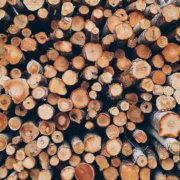 Young girls encouraged to take up careers in forestry