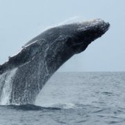 Research dives deep to understand climate impacts on whales