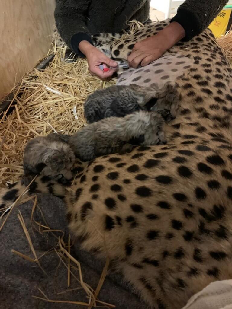 Cheetah-4-768x1024.jpg