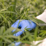 Cheeba Cannabis Academy opens Africa’s first campus near Johannesburg