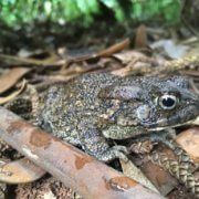 Miniature Guttural Toads on Mauritius and Réunion stun researchers