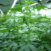 Cheeba Cannabis Academy launches grow courses