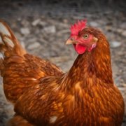 Young people encouraged to consider poultry farming