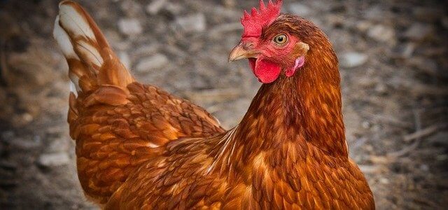 Young people encouraged to consider poultry farming