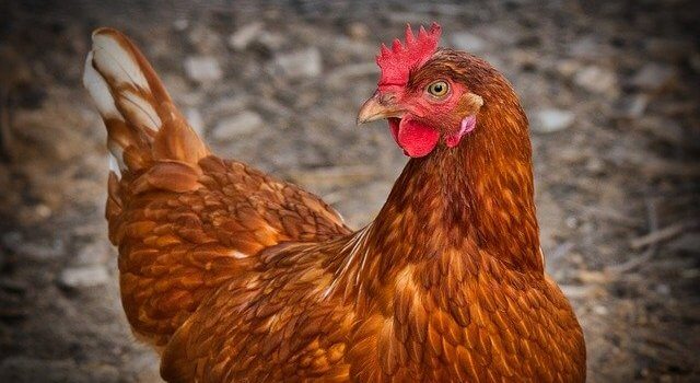 Young people encouraged to consider poultry farming