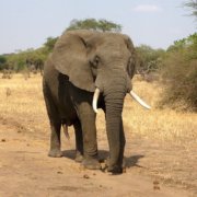 African Elephant Management in Research Spotlight
