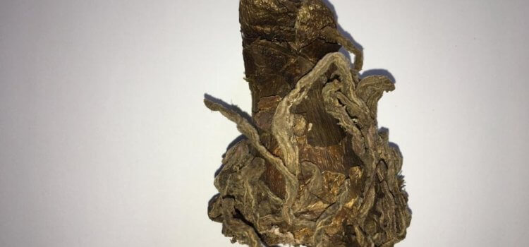 WSU study proves success of traditional medicines on pregnant women