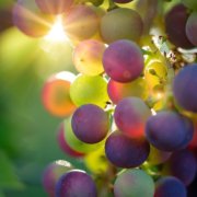 96% of Elsenburg winemaking graduates are employed