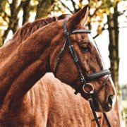 CEEPSA: Celebrating the highest qualified equine stable yard managers in the Thoroughbred stud industry in South Africa