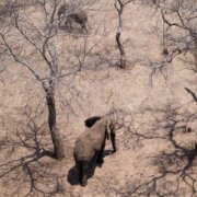 Drones and elephants: This is the way to go