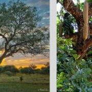 More than 9 000 tree species yet to be discovered